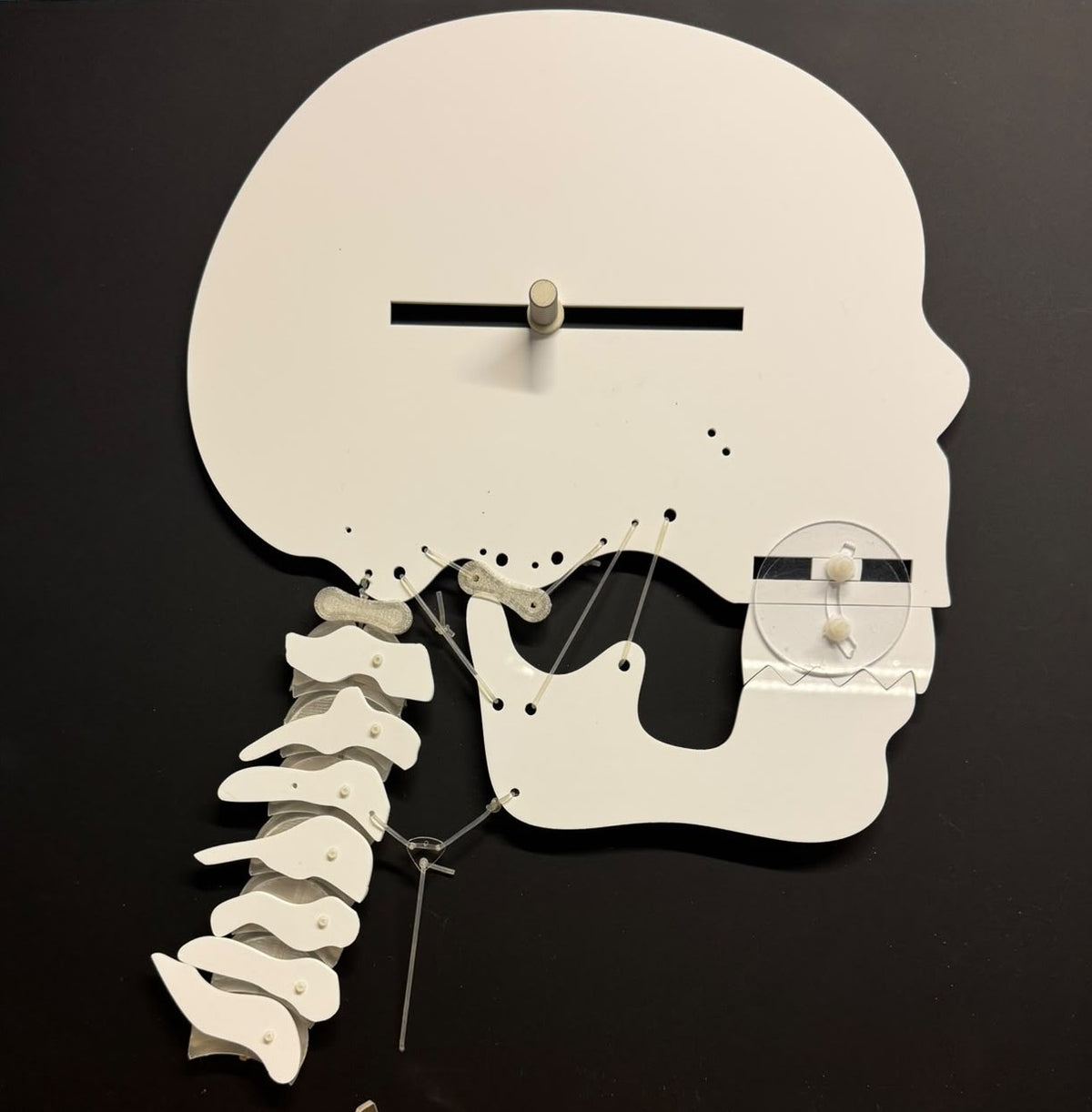 Model Anatomiczny TMJ